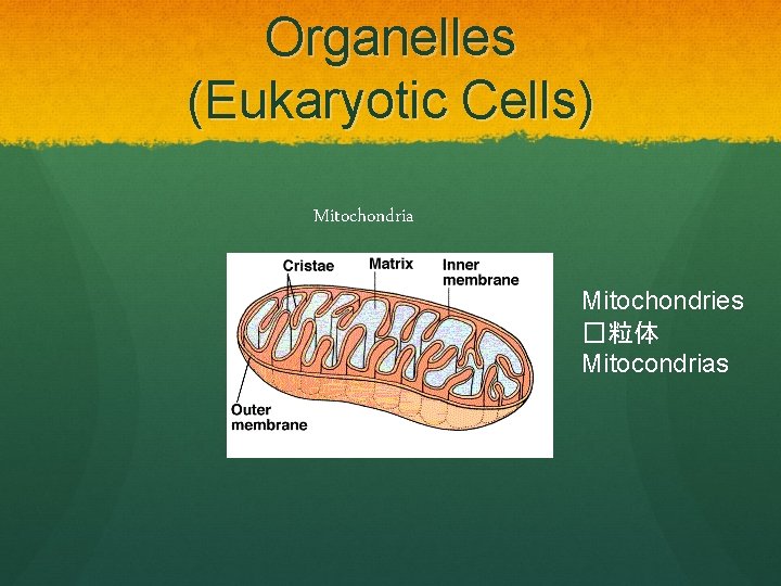 Organelles (Eukaryotic Cells) Mitochondria Mitochondries �粒体 Mitocondrias 