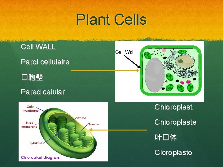 Plant Cells Cell WALL Paroi cellulaire �胞壁 Pared celular Chloroplaste 叶�体 Cloroplasto 