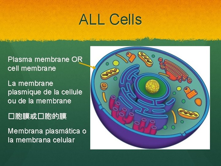 ALL Cells Plasma membrane OR cell membrane La membrane plasmique de la cellule ou