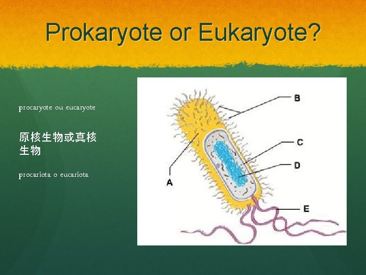 Prokaryote or Eukaryote? procaryote ou eucaryote 原核生物或真核 生物 procariota o eucariota 