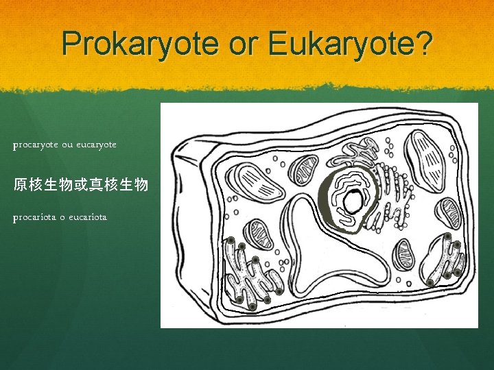 Prokaryote or Eukaryote? procaryote ou eucaryote 原核生物或真核生物 procariota o eucariota 