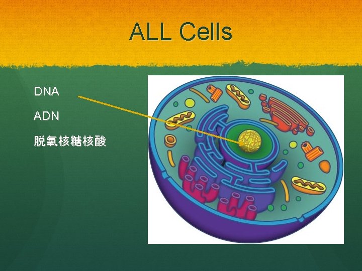 ALL Cells DNA ADN 脱氧核糖核酸 