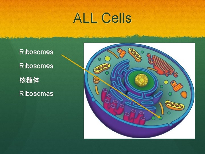 ALL Cells Ribosomes 核糖体 Ribosomas 