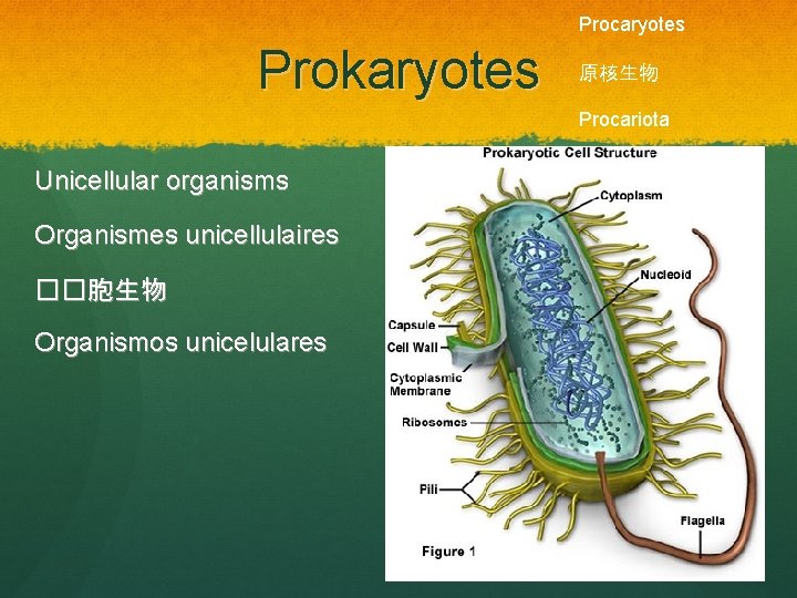 Procaryotes Prokaryotes 原核生物 Procariota Unicellular organisms Organismes unicellulaires ��胞生物 Organismos unicelulares 