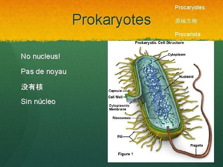 Procaryotes Prokaryotes 原核生物 Procariota No nucleus! Pas de noyau 没有核 Sin núcleo 