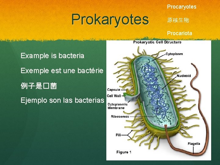 Procaryotes Prokaryotes 原核生物 Procariota Example is bacteria Exemple est une bactérie 例子是�菌 Ejemplo son