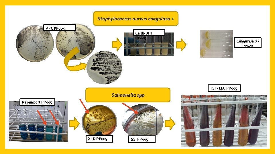 Staphylococcus aureus coagulasa + APC PP 005 Caldo BHI PP 005 Coagulasa (+) PP