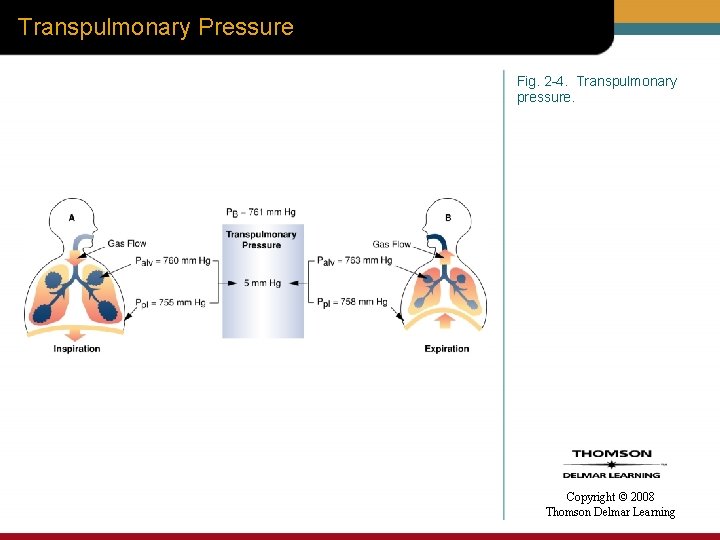 Transpulmonary Pressure Fig. 2 -4. Transpulmonary pressure. Copyright © 2008 Thomson Delmar Learning 