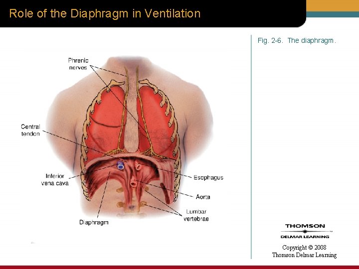 Role of the Diaphragm in Ventilation Fig. 2 -6. The diaphragm. Copyright © 2008