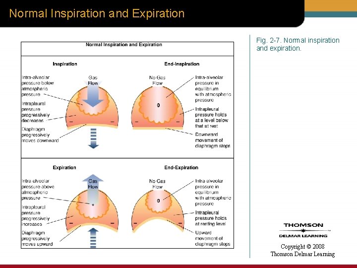 Normal Inspiration and Expiration Fig. 2 -7. Normal inspiration and expiration. Copyright © 2008