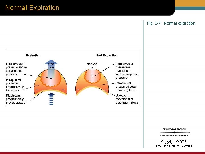 Normal Expiration Fig. 2 -7. Normal expiration. Copyright © 2008 Thomson Delmar Learning 