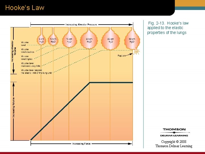 Hooke’s Law Fig. 2 -13. Hooke’s law applied to the elastic properties of the