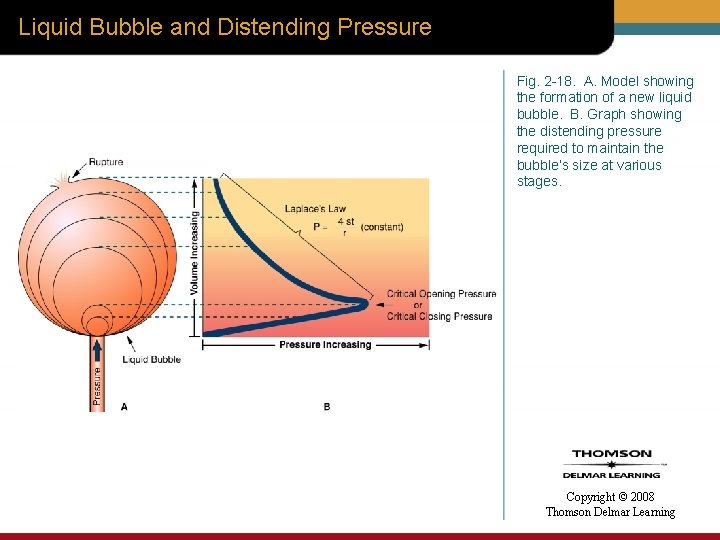 Liquid Bubble and Distending Pressure Fig. 2 -18. A. Model showing the formation of