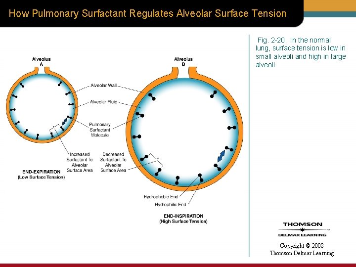 How Pulmonary Surfactant Regulates Alveolar Surface Tension Fig. 2 -20. In the normal lung,