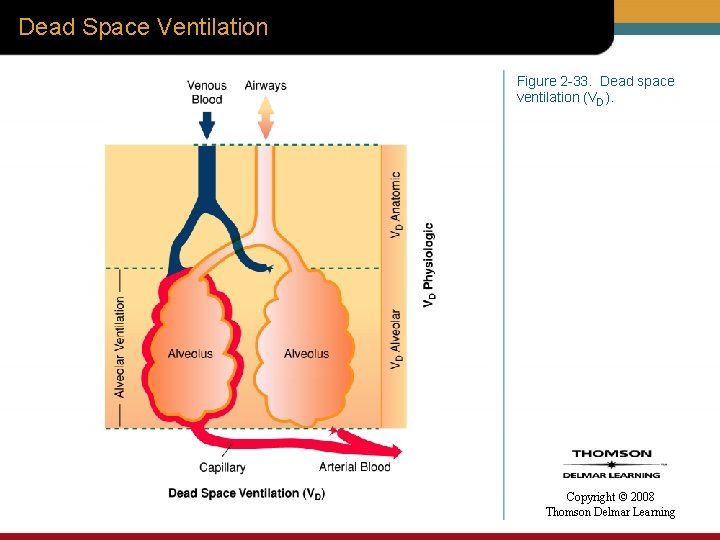 Dead Space Ventilation Figure 2 -33. Dead space ventilation (VD). Copyright © 2008 Thomson