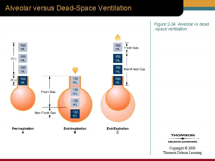 Alveolar versus Dead-Space Ventilation Figure 2 -34 Alveolar vs dead -space ventilation. Copyright ©