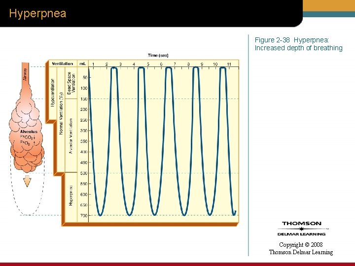 Hyperpnea Figure 2 -38 Hyperpnea: Increased depth of breathing Copyright © 2008 Thomson Delmar