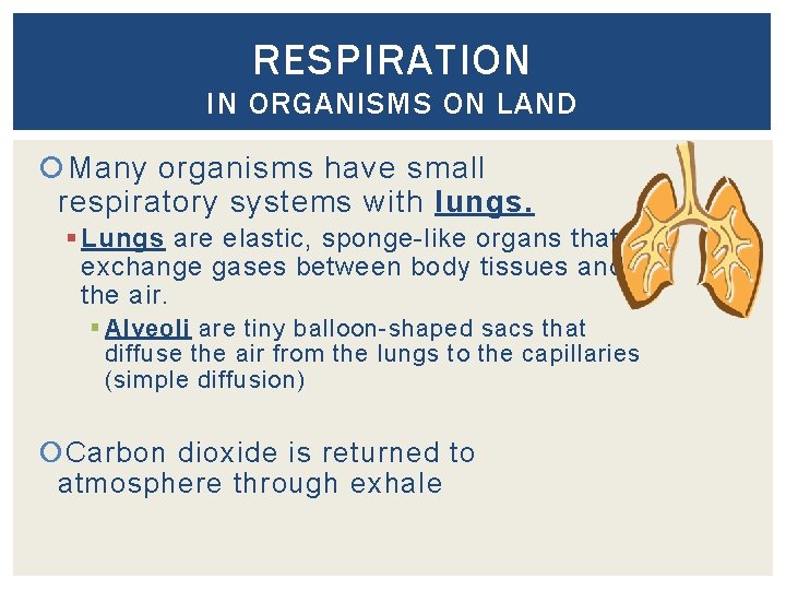 RESPIRATION IN ORGANISMS ON LAND Many organisms have small respiratory systems with lungs. §