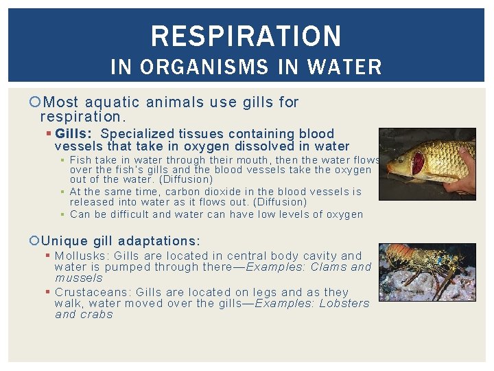 RESPIRATION IN ORGANISMS IN WATER Most aquatic animals use gills for respiration. § Gills: