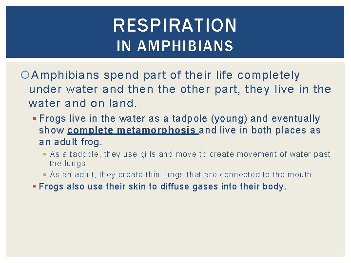 RESPIRATION IN AMPHIBIANS Amphibians spend part of their life completely under water and then