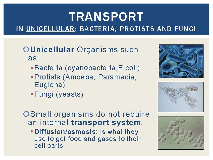 TRANSPORT IN UNICELLULAR: BACTERIA, PROTISTS AND FUNGI Unicellular Organisms such as: § Bacteria (cyanobacteria,