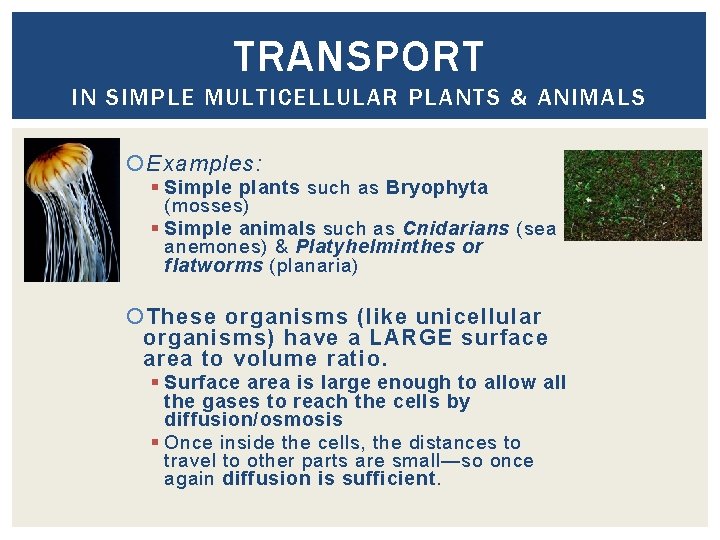 TRANSPORT IN SIMPLE MULTICELLULAR PLANTS & ANIMALS Examples: § Simple plants such as Bryophyta