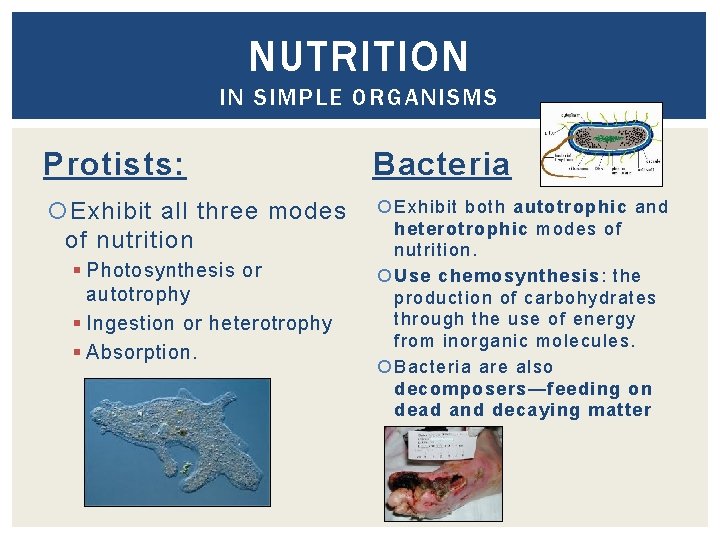 NUTRITION IN SIMPLE ORGANISMS Protists: Bacteria Exhibit all three modes of nutrition Exhibit both