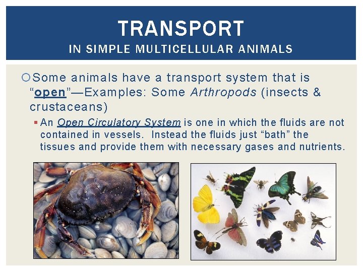 TRANSPORT IN SIMPLE MULTICELLULAR ANIMALS Some animals have a transport system that is “open”—Examples: