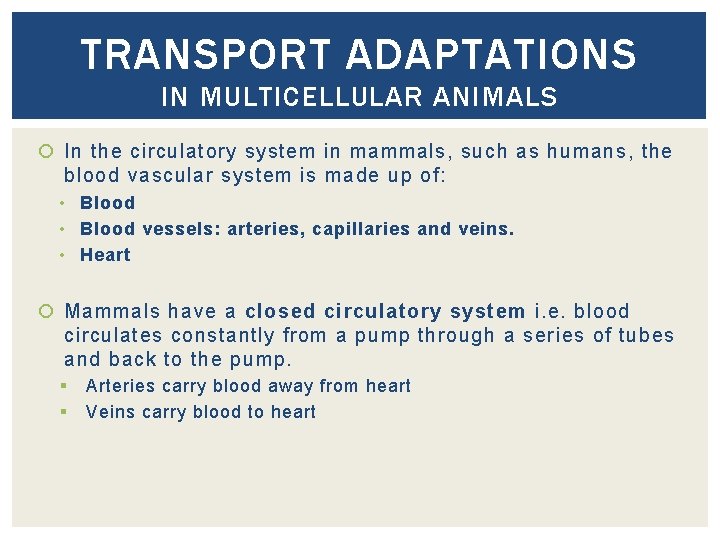 TRANSPORT ADAPTATIONS IN MULTICELLULAR ANIMALS In the circulatory system in mammals, such as humans,