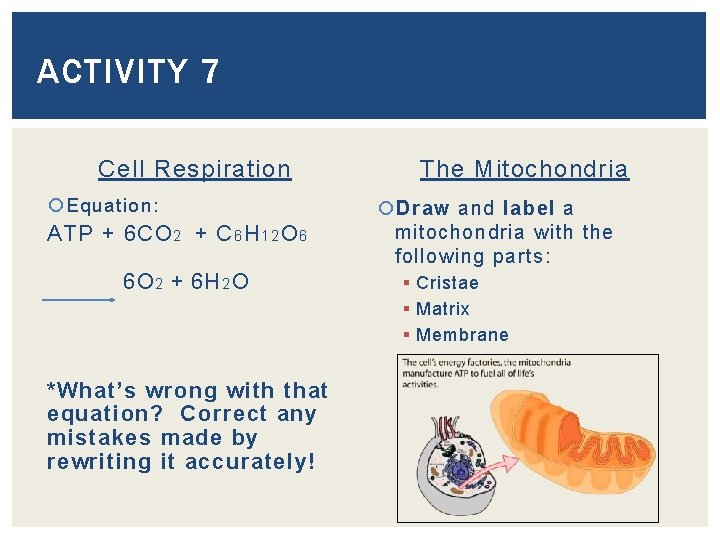 ACTIVITY 7 Cell Respiration Equation: ATP + 6 CO 2 + C 6 H