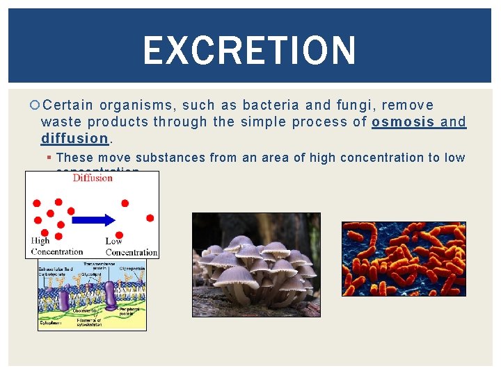 EXCRETION Certain organisms, such as bacteria and fungi, remove waste products through the simple