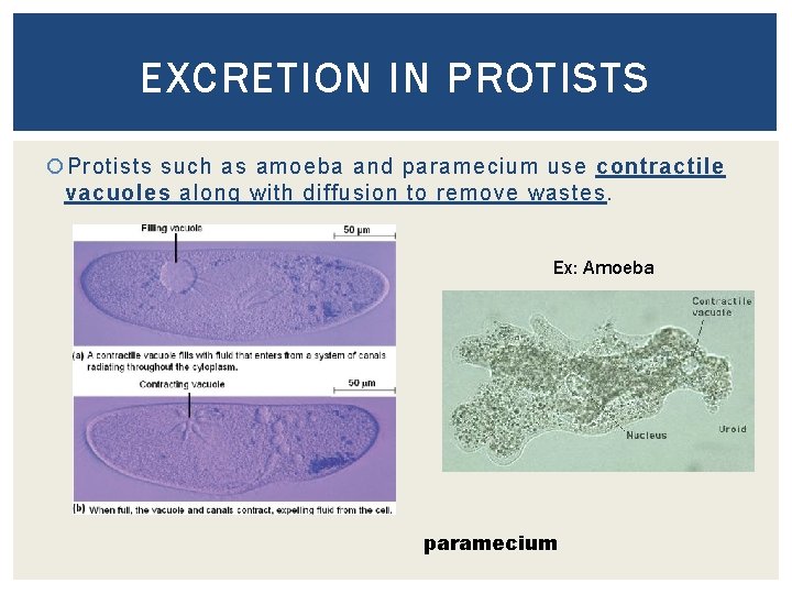 EXCRETION IN PROTISTS Protists such as amoeba and paramecium use contractile vacuoles along with