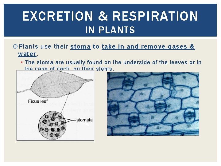 EXCRETION & RESPIRATION IN PLANTS Plants use their stoma to take in and remove