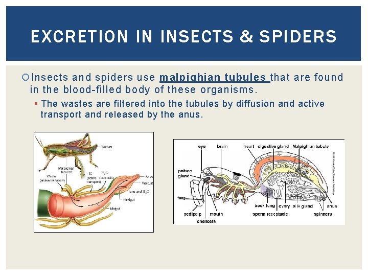 EXCRETION IN INSECTS & SPIDERS Insects and spiders use malpighian tubules that are found
