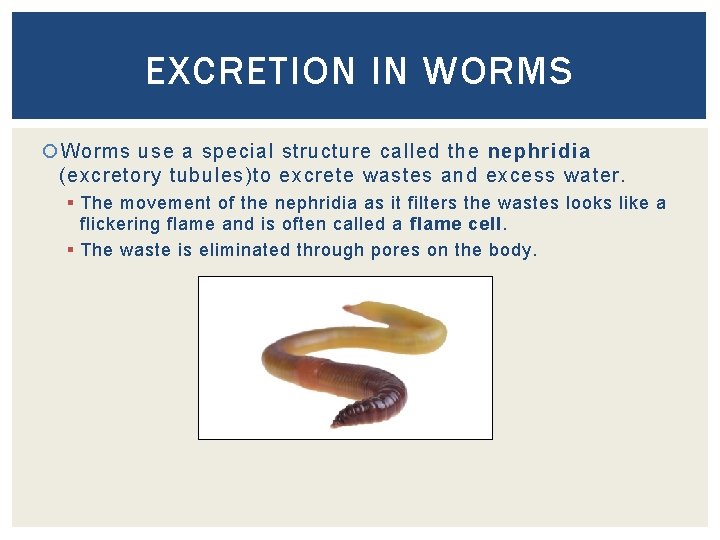 EXCRETION IN WORMS Worms use a special structure called the nephridia (excretory tubules)to excrete