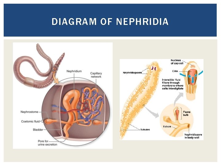 DIAGRAM OF NEPHRIDIA 