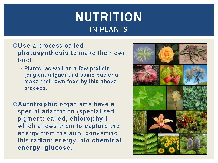 NUTRITION IN PLANTS Use a process called photosynthesis to make their own food. §