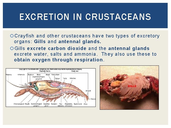 EXCRETION IN CRUSTACEANS Crayfish and other crustaceans have two types of excretory organs: Gills