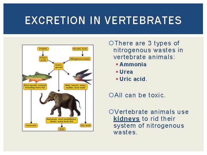 EXCRETION IN VERTEBRATES There are 3 types of nitrogenous wastes in vertebrate animals: §