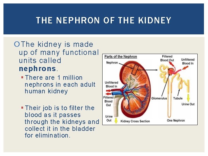 THE NEPHRON OF THE KIDNEY The kidney is made up of many functional units