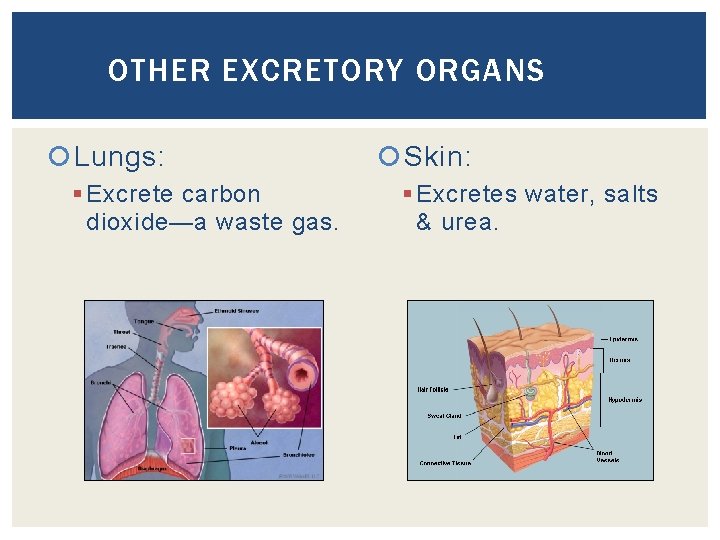 OTHER EXCRETORY ORGANS Lungs: § Excrete carbon dioxide—a waste gas. Skin: § Excretes water,