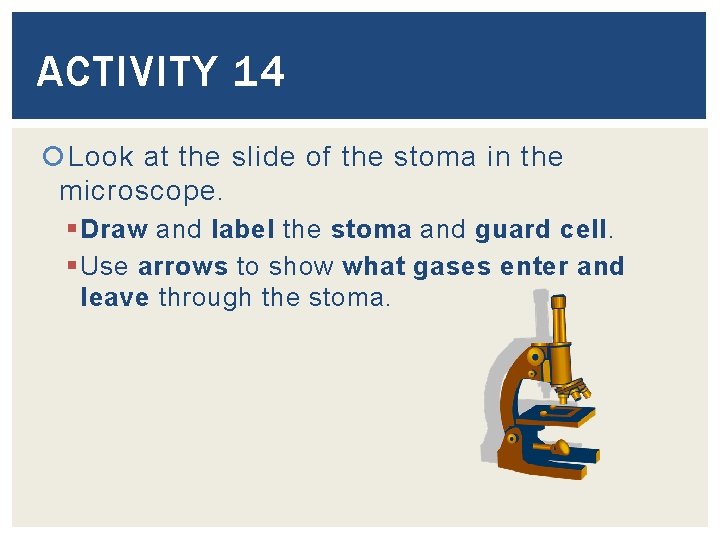 ACTIVITY 14 Look at the slide of the stoma in the microscope. § Draw