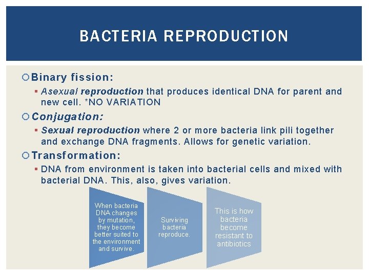 BACTERIA REPRODUCTION Binary fission: § Asexual reproduction that produces identical DNA for parent and