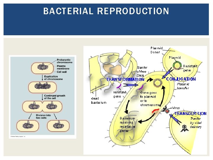 BACTERIAL REPRODUCTION 