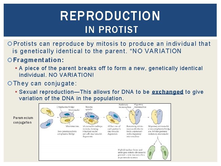 REPRODUCTION IN PROTIST Protists can reproduce by mitosis to produce an individual that is