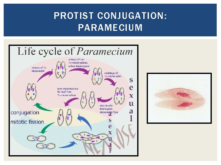 PROTIST CONJUGATION: PARAMECIUM 