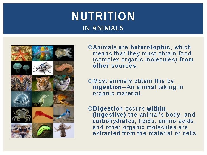 NUTRITION IN ANIMALS Animals are heterotophic, which means that they must obtain food (complex