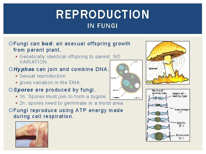 REPRODUCTION IN FUNGI Fungi can bud: an asexual offspring growth from parent plant. §