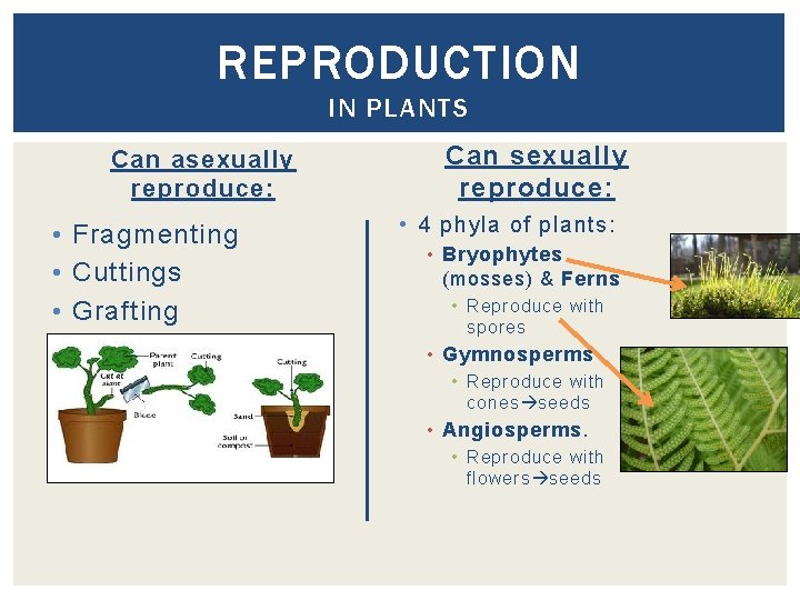 REPRODUCTION IN PLANTS Can asexually reproduce: • Fragmenting • Cuttings • Grafting Can sexually