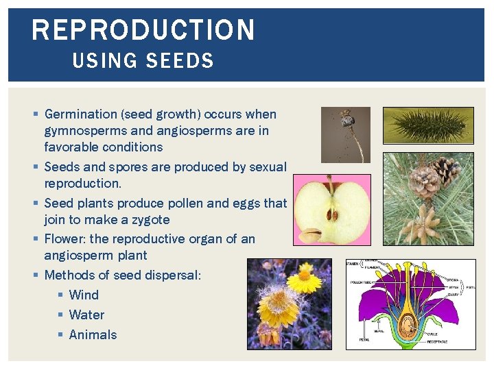 REPRODUCTION USING SEEDS § Germination (seed growth) occurs when gymnosperms and angiosperms are in